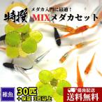 商品画像2
