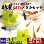 ショッピングメダカ 【送料無料】メダカ【ミックスメダカ 稚魚30匹＋α 数量限定で餌付！】めだか 生体 おまかせ ラメ 三色 など人気品種入り