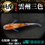 メダカの卵【雲州三色 有精卵 10個】めだか うんしゅう ゾウリムシ ミジンコ PSB と同梱可能 生クロレラ同梱不可