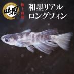 【稚魚10匹】メダカ 和墨リアルロングフィン【送料無料】めだか 生体 目高 ヒレ長 わずみ 観賞魚 ゾウリムシ ミジンコ PSB