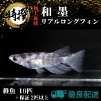 【10匹+α】メダカ 和墨リアルロングフィン【めだか】S~SSサイズ わずみ 生体 ゾウリムシ ミジンコ PSB と同梱可能