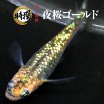 【5匹+α】メダカ 夜桜ゴールド【送料無料】めだか 目高 生体 夜桜ゴールドメダカ 夜桜 ラメ ゾウリムシ ミジンコ PSB と同梱可能 生クロレラ同梱不可