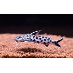  инструмент для проволоки Don tis*peto Ricoh la~ восток юг bleed ~ 5.5cm±