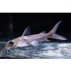  aluminium кошка 10-12cm степени 