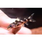 シノドンティス・デコルス　”コンゴ”　4