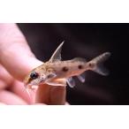 シノドンティス・コンギクス　”コンゴ”　