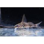  инструмент для проволоки Don tis* Alba -ti~ темно синий go~ 5.5-7cm