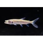 ゴリアテタイガーフィッシュ　”コンゴ”　