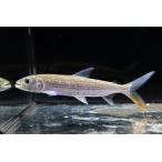 ショッピングタイガー スレンダータイガーフィッシュ　”ナイジェリア”　13-14cm