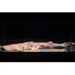 ショッピングタイ バガリウス・スクス　”タイ便”　41cm程