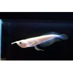 アルビノシルバーアロワナ 10cm±