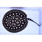 【ペア】ダイヤモンドポルカドットスティングレイ　体盤長♂19cm　♀15-16cm