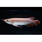 カリマンタンレッド 【Borneo Aquatic Treasures】 No.1 17cm程