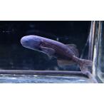 ストマトリヌスsp.コンゴ　5-5.5cm