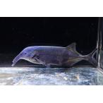 ロングノーズエレファント　”コンゴ”　1