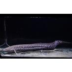 Pro.エチオピクス・コンギクス　”コン