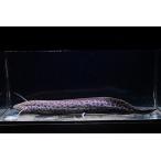 Pro.エチオピクス・コンギクス　”コン