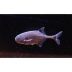 ポリミルス・アドスペルスス　”コンゴ”　