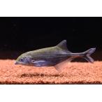 マルクセニウス・モンティリ　”コンゴ”　