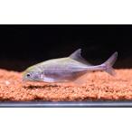 マルクセニウスsp.　”コンゴ”　7cm