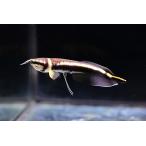 ブラックアロワナ　”コロンビア”　ベビー