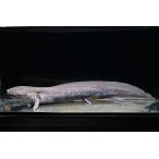 プロトプテルス・アンフィビウス”ケ...