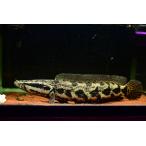 アフリカンスネークヘッド ”ナイジェリア” 44-45cm