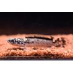 チャンナ・リムバータ　【グラナイト】　”インドネシア”　5cm±