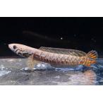 ショッピング比較 レインボースネークヘッド　”インド”　11cm程