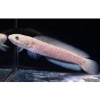 ゴールデンレッドギャラクシーコウタイ　19-20cm