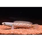 チャンナ・コッキネア　”ミャンマー”　10-11cm　No.1