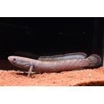 ショッピングANA バーミーズレッドフィンスネークヘッド　”ミャンマー”　No.1　14cm