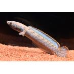 バーミーズレッドフィンスネークヘッド　”ミャンマー”　No.3　12cm