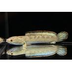 ドワーフスネークヘッド　”タイ/カンチャナブリー”　No.3　14cm