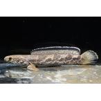 チャンナ・トルサエンシス　”インド”　No.2　21-22cm