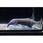 ロングノーズエレファント　”コンゴ”　1