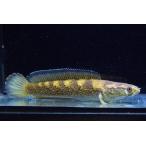 チャンナsp.ブルーフィン　”インド”　18cm　No.1