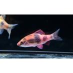  дыня клапан(лампа) ~ Индия ~ 5-6cm