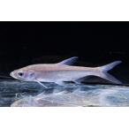 ショッピングメダカ モウコカワヒラ　”中国”　14cm程