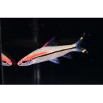  Red Line to-pi-do клапан(лампа) ~ Индия ~ 6-8cm степени 