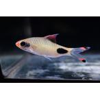 ショッピングマスカラ ダウキンシア・アッシミリス　”インド”　6-7cm±