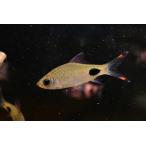 da поплавок nsia* филамент - подвеска ~ Индия ~ 6-7cm