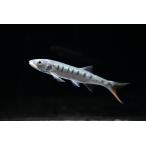 laia форель *senega Len sis~naije задний ~ 10cm±