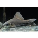  черный Shark ~ Indonesia ~ 12-13cm