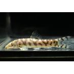 paki Stan low chi~ Индия ~ 9cm±