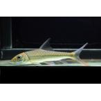 トール・ブレヴィフィリス　”中国”　18-21cm