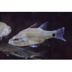 takasagoisimochi~ Indonesia /sma тигр остров ~ 10-11cm