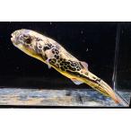 テトラオドン・ムブ　”コンゴ”　29cm