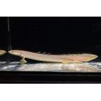 ポリプテルス・セネガルス　”ナイジェリア”　24cm±