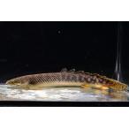 ポリプテルス・パルマス・ポーリー　”コン